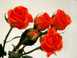 orange roses free photo