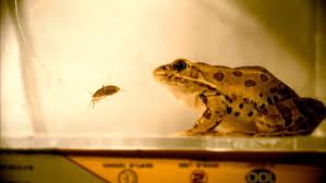 Equipment may include gigs, either. To Catch Prey Frogs Turn To Sticky Spit The Two Way Npr