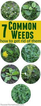 7 common weeds with identification