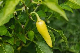 7 companion plants perfect for peppers