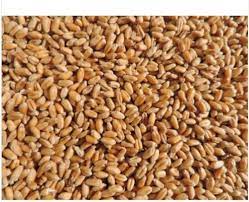 natural wheat seeds admixture