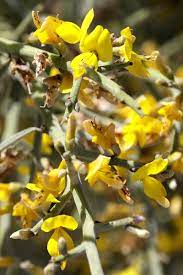 flora of israel genista felata decne