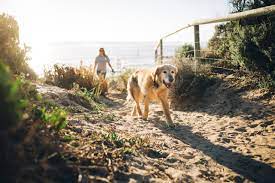 the dog friendly touring guide the