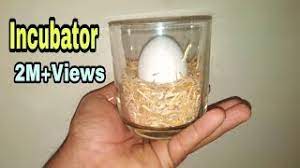 egg hatching result