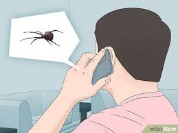 How To Get Rid Of Black Widow Spiders
