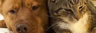 cats vs dogs which is the best pet