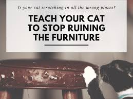 Feliway classic diffuser, feliway multicat diffuser How To Prevent Cats From Scratching Chairs