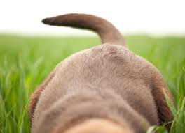 dog tail injury signs and causes petmd