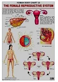 Generic Human Body Chart 23 The Female Reproductive System