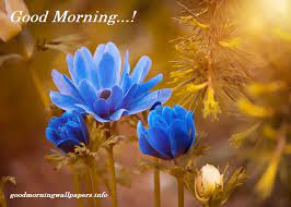 Good morning ecards can really give a great start to a day. Blue Flower Good Morning Images Best Collection 2021