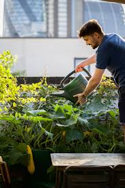 urban organic edible roof gardens