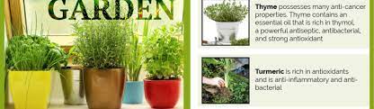 Window Sill Herb Garden Top 12 Herbs