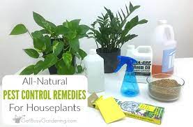 Natural Pest Control For Houseplants