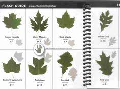 8 Best Leaf Id Images Leaf Identification Tree Leaves