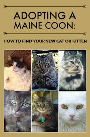 adopt a maine how to find your