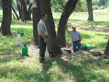 Image result for arborjet tree injection