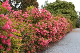 It is something that many gardeners do not realize; Creating A Hedge With Australian Plants