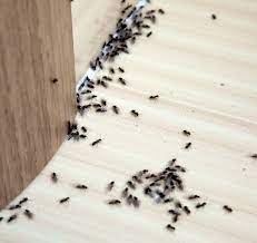 Schränke sollten gründlich gereinigt und alle nahrungsquellen entfernt werden. Tipps Und Hausmittel Gegen Ameisen Die Wirklich Helfen