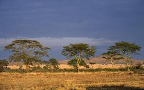 Where is sahara desert location? Africa Wide Great Green Wall To Halt Sahara S Spread