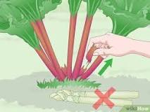 When should you not pick rhubarb?