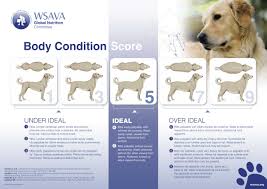 Weight Management In Dogs Cerberus Dog Food