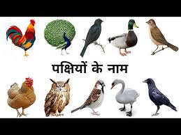 birds name in hindi and english with