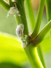 how to get rid of mealybugs planet