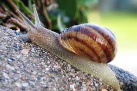 beat snails and slugs in nz gardens