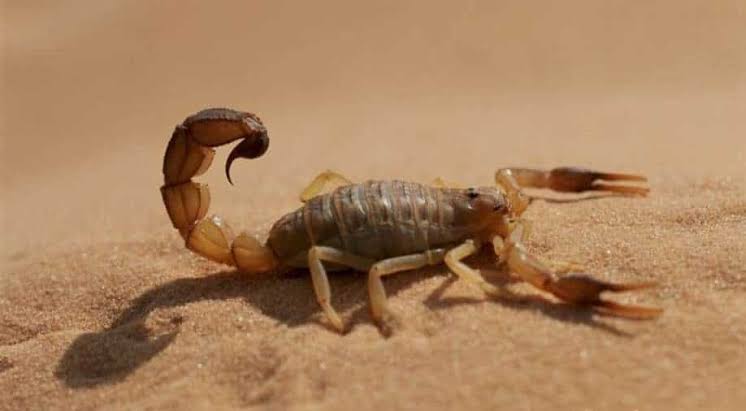 500 people feel sting as rare storm brings scorpions’ flood in Egypt
