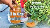 From apples to peaches and plums to lemons, fruit trees can be susceptible to a variety of insect. How To Make Organic Pesticide At Home Youtube