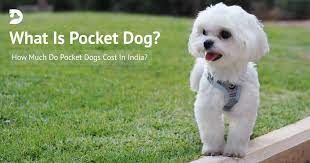 pocket dog in india how much