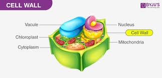 cell wall function