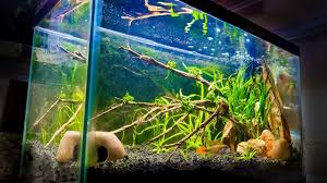 Subscribe to see more great videos: How To Set Up An Easy 10 Gallon Aquascape Youtube