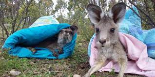 Kangaroos is a truly global lifestyle brand selling footwear, apparel and accessories in over 60 countries. Kangaroo Baby Joeys Australia S Forgotten Shame An Eyewitness Story Eurogroup For Animals