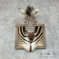 African Zebra Shoulder Mount For