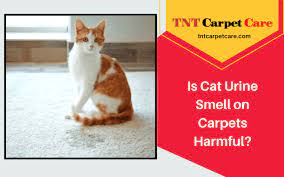 is cat urine smell on carpets harmful