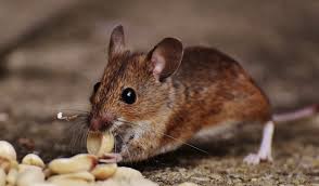 Does Home Insurance Cover Rodent Damage