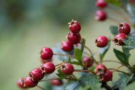 hawthorn berries gin brandy or