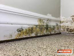 what is yellow mold how to identify