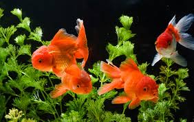 goldfish aquarium guide designs and