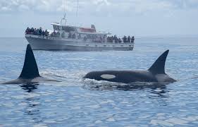 Discover 2021's top san juan islands attractions. Extraordinary Places To See Wild Orcas Dolphin Project