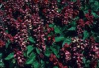 Salvia splendens - Online Virtual Flora of Wisconsin