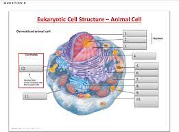 question 8 eukaryotic cell structure
