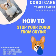 I can barely keep my eyes open. some people find that if they leave a puppy to cry it out, they do eventually stop. 9 Ways To Stop Corgi Crying And Whining Easy Corgi Adoption