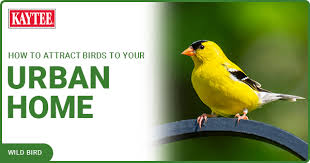 how to attract birds to your urban home