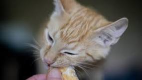 What cat treats are safe for kittens?