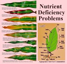 What Does The Leaf Says About Nutrient Deficiency Problem