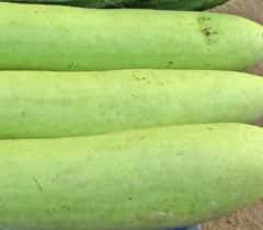 Today we will prepare 'bottle gourd's (lauki) halwa' here we have used fresh cream for the same. Lbbmp5tcjbhn2m