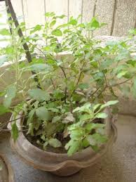 Vastu Tips For Plants And Trees