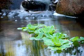 aquatic plants for small ponds water